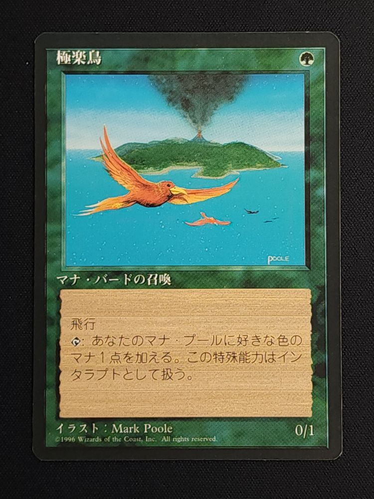 Birds of Paradise