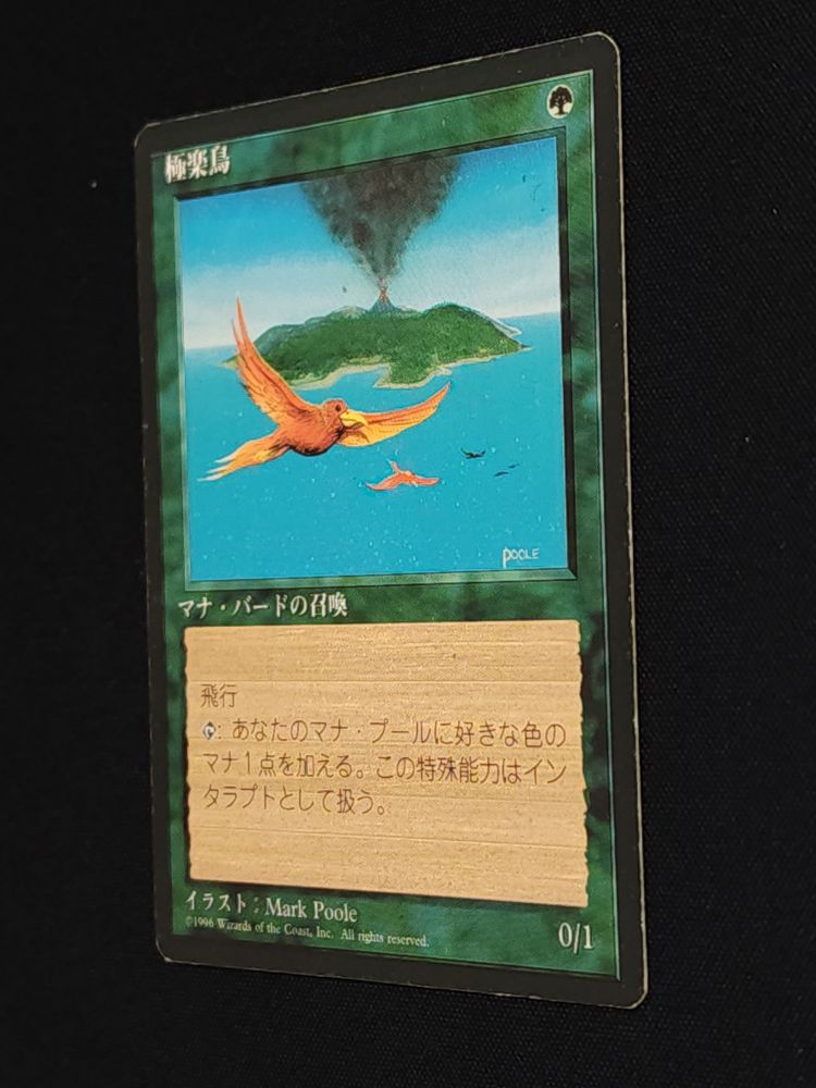 Birds of Paradise