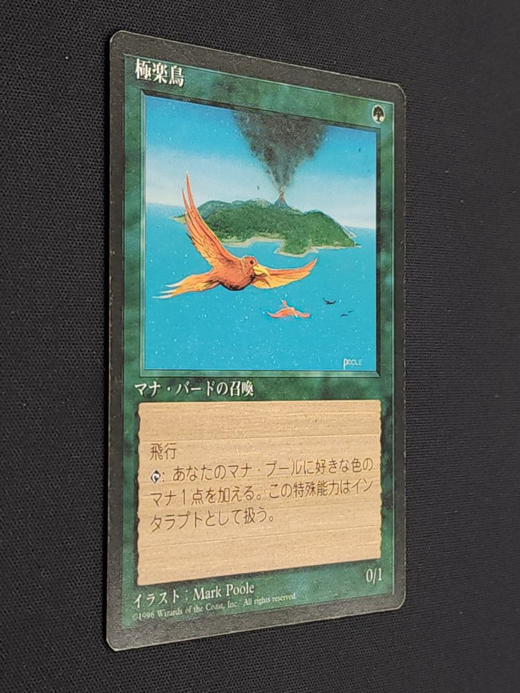 Birds of Paradise