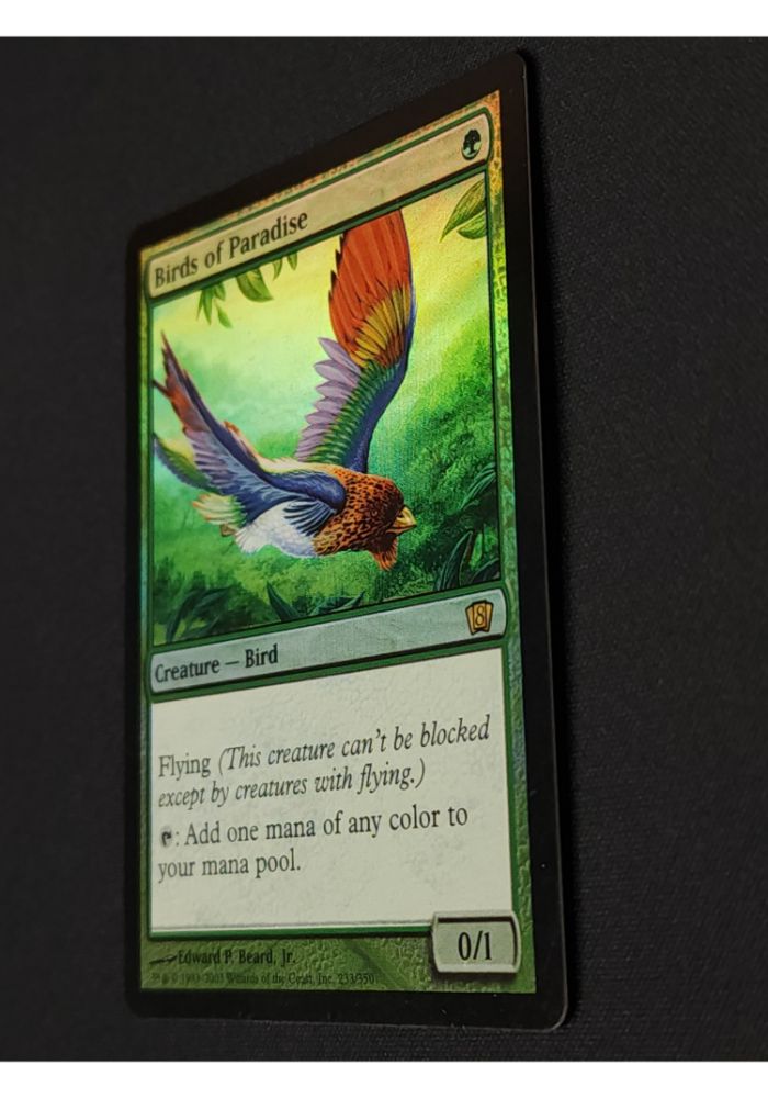 Birds of Paradise