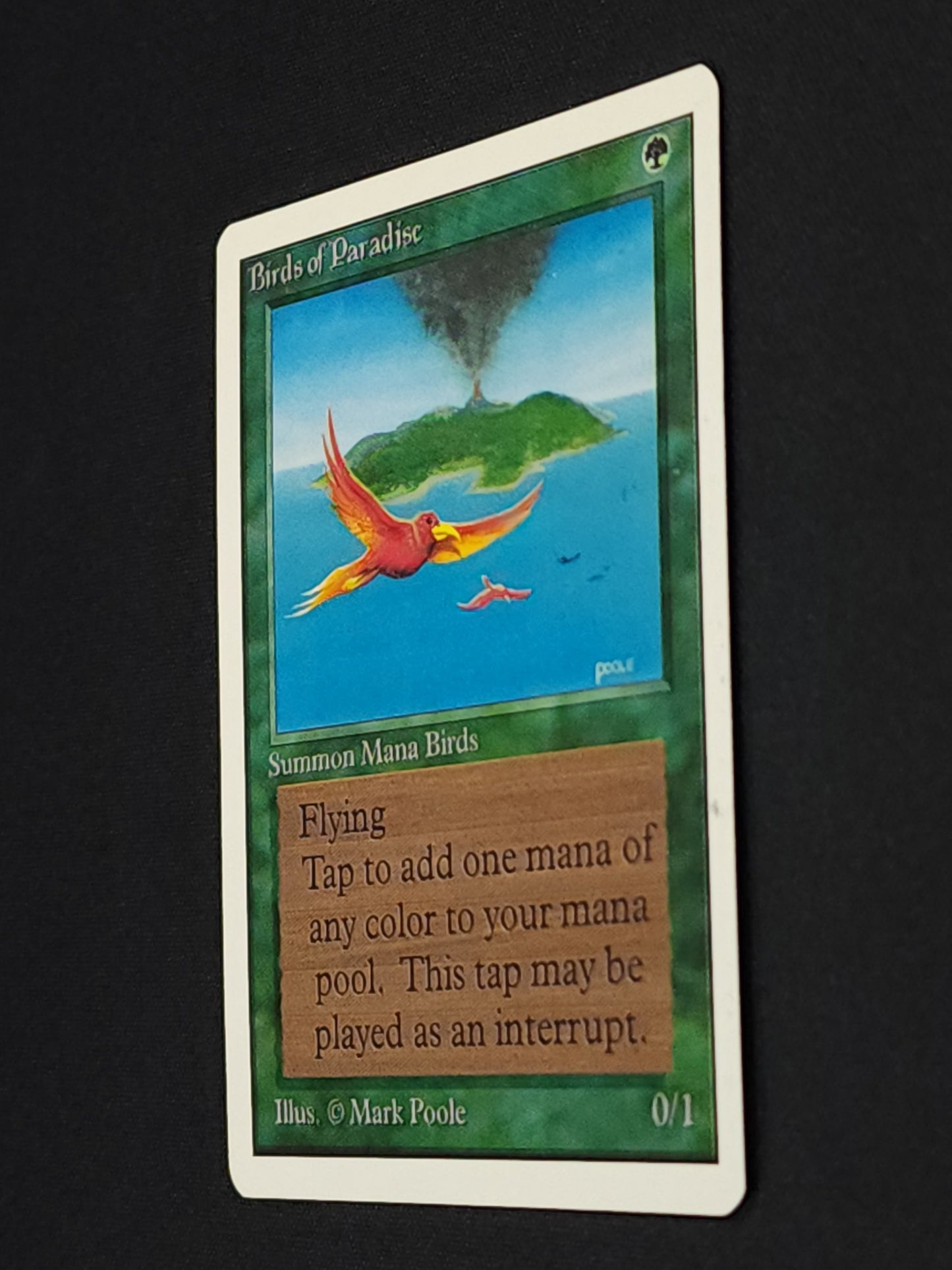 Birds of Paradise