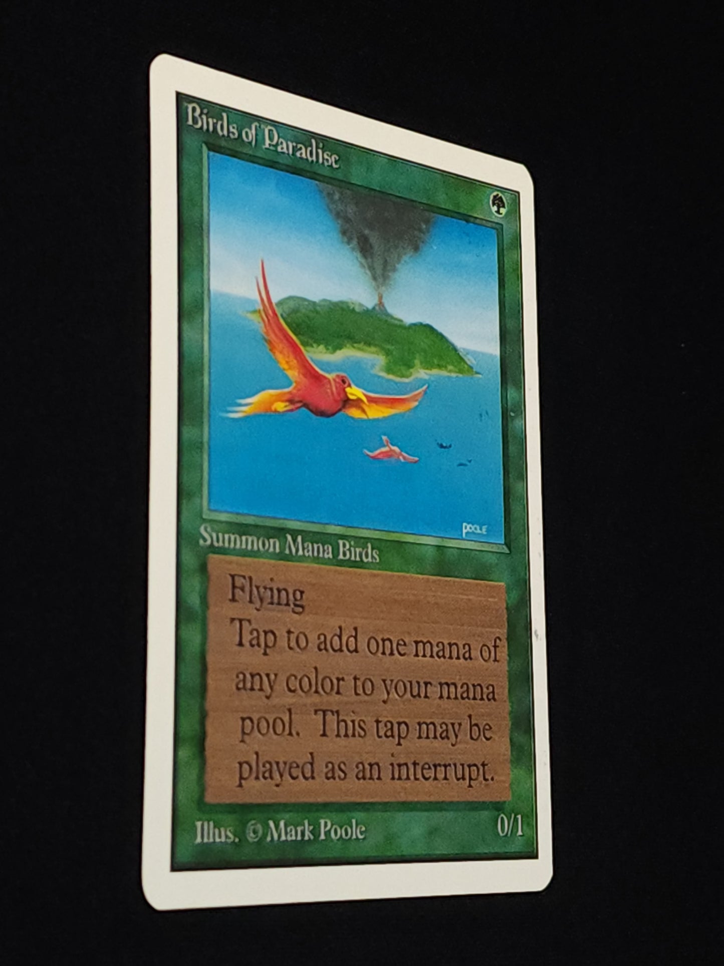 Birds of Paradise