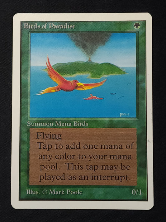 Birds of Paradise
