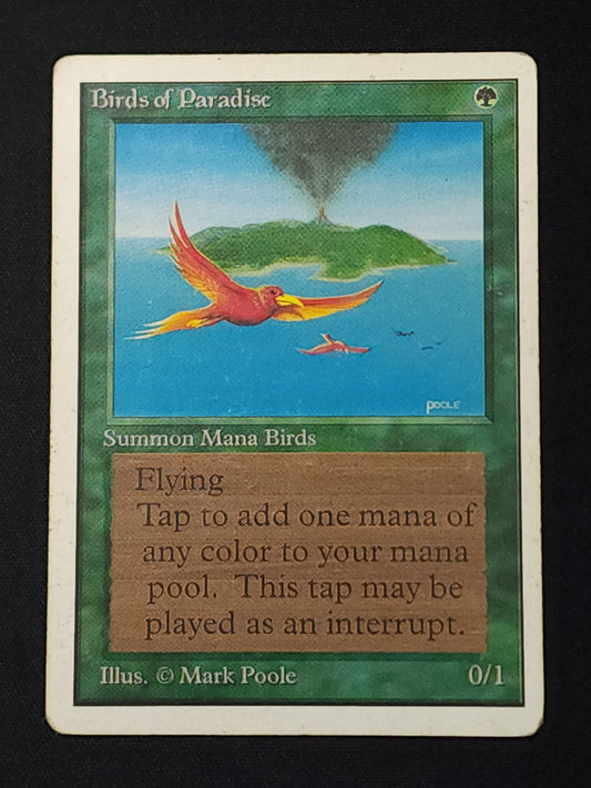 Birds of Paradise
