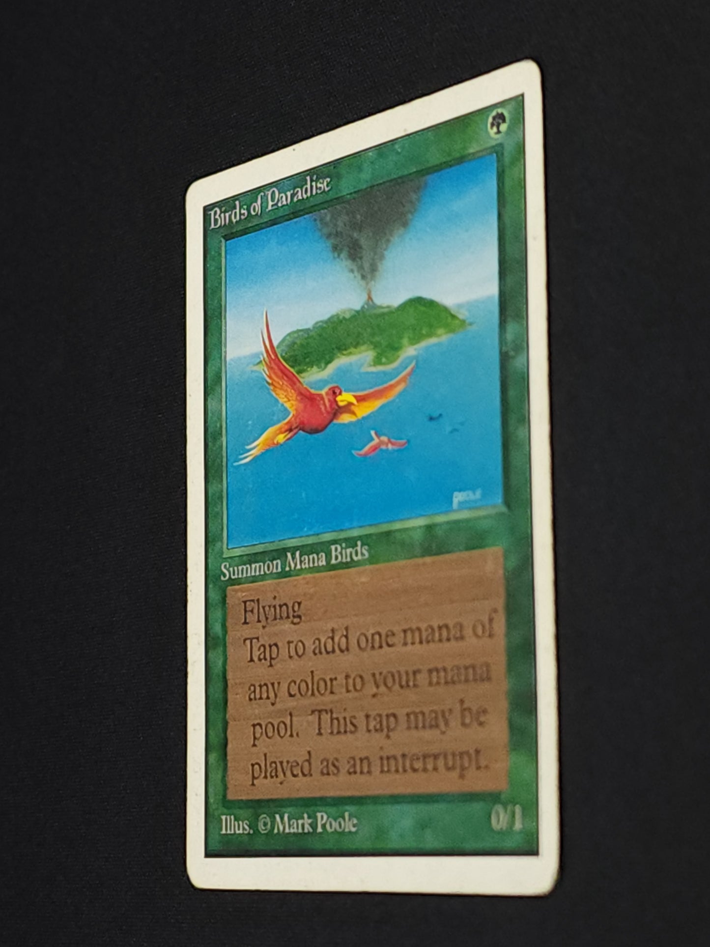 Birds of Paradise