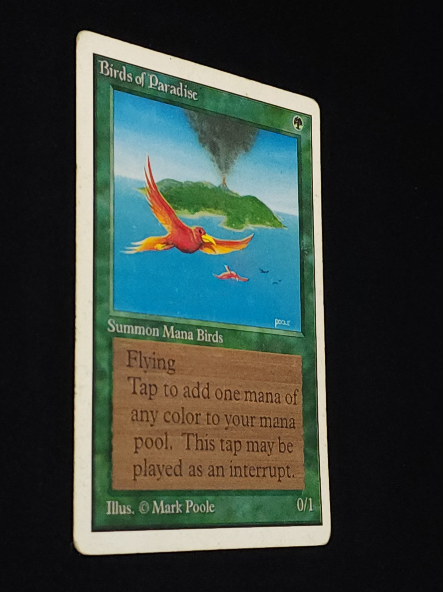 Birds of Paradise