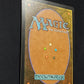 Jackal Pup