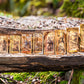 10 Idaho Alpha Goldback